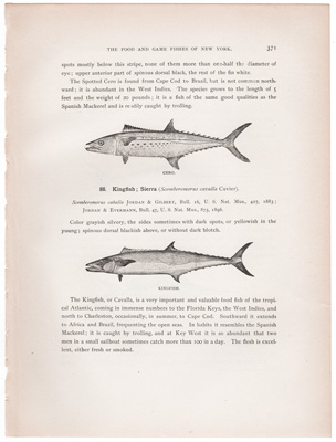 CERO / KINGFISH / SWORDFISH – ADULT / SWORDFISH – YOUNG